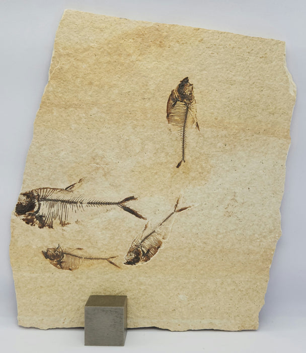 Quadruple Diplomystus dentatus | Green River Formation | Wyoming