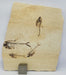 In Stone Fossils 
