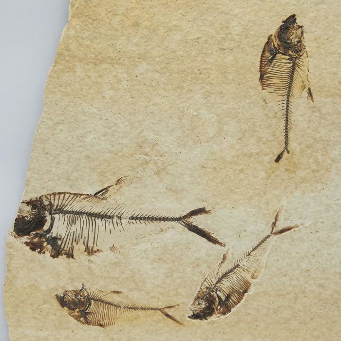 Quadruple Diplomystus dentatus | Green River Formation | Wyoming