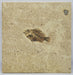 In Stone Fossils 