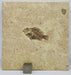 In Stone Fossils 