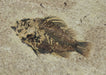 In Stone Fossils 