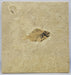 In Stone Fossils 