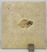 In Stone Fossils 