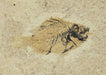 In Stone Fossils 