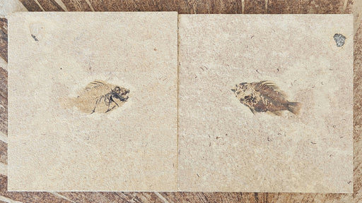 In Stone Fossils 