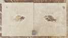 In Stone Fossils 