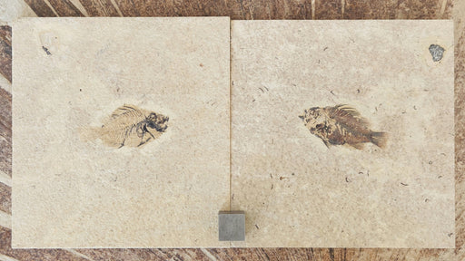 In Stone Fossils 