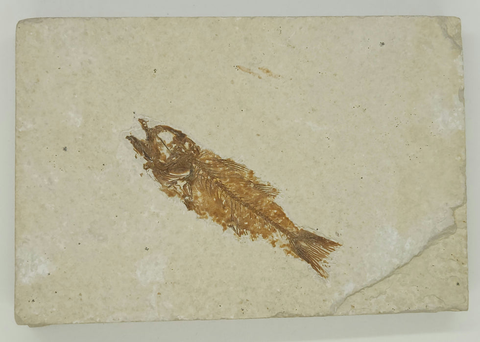2.75" Mioplosus labracoides | Green River Formation | Wyoming