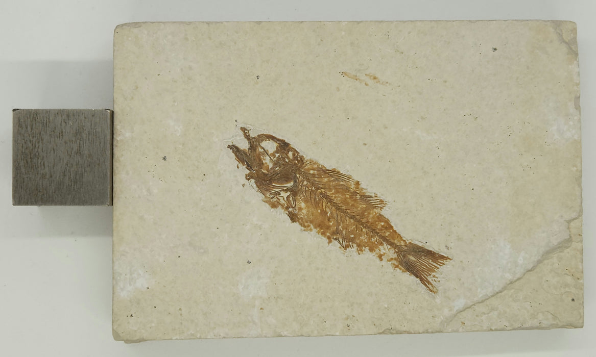2.75" Mioplosus labracoides | Green River Formation | Wyoming