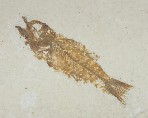 In Stone Fossils 