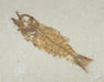 In Stone Fossils 