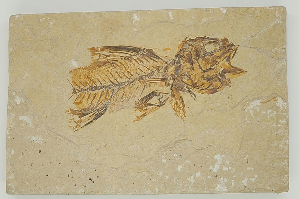 Partial Amphiplaga brachyptera | Green River Formation | Wyoming
