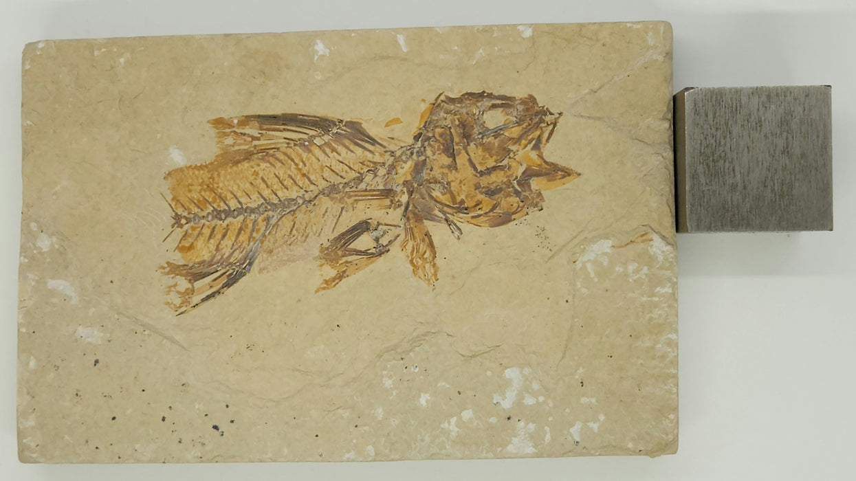 Partial Amphiplaga brachyptera | Green River Formation | Wyoming