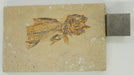 In Stone Fossils 