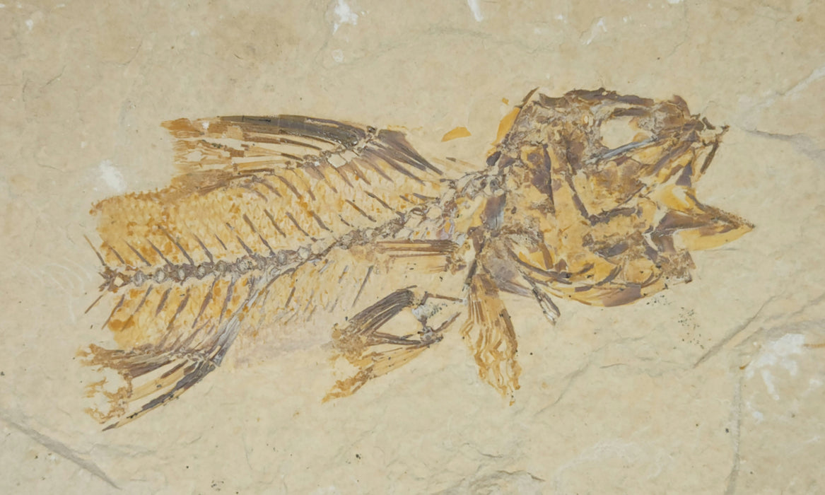 Partial Amphiplaga brachyptera | Green River Formation | Wyoming