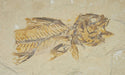 In Stone Fossils 