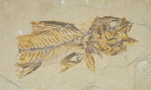 In Stone Fossils 