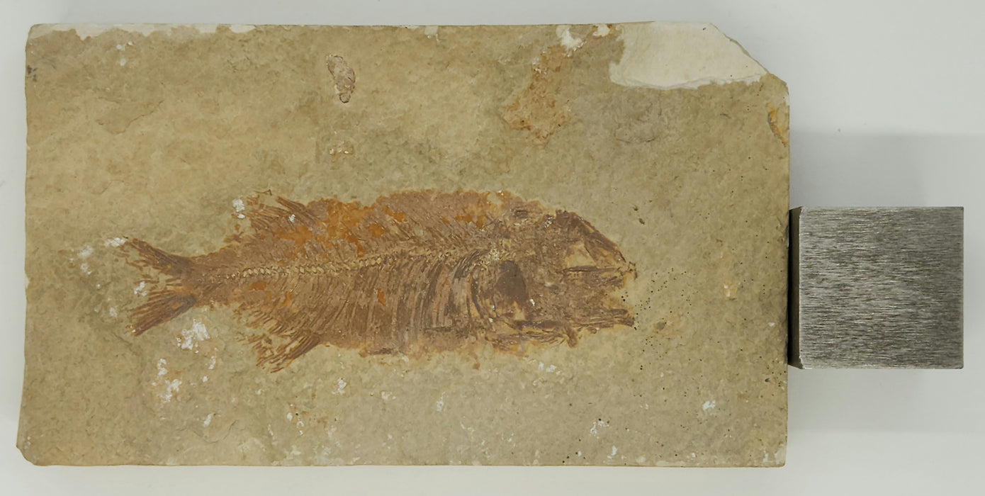 Juvenile Phareodus | Green River Formation | Wyoming