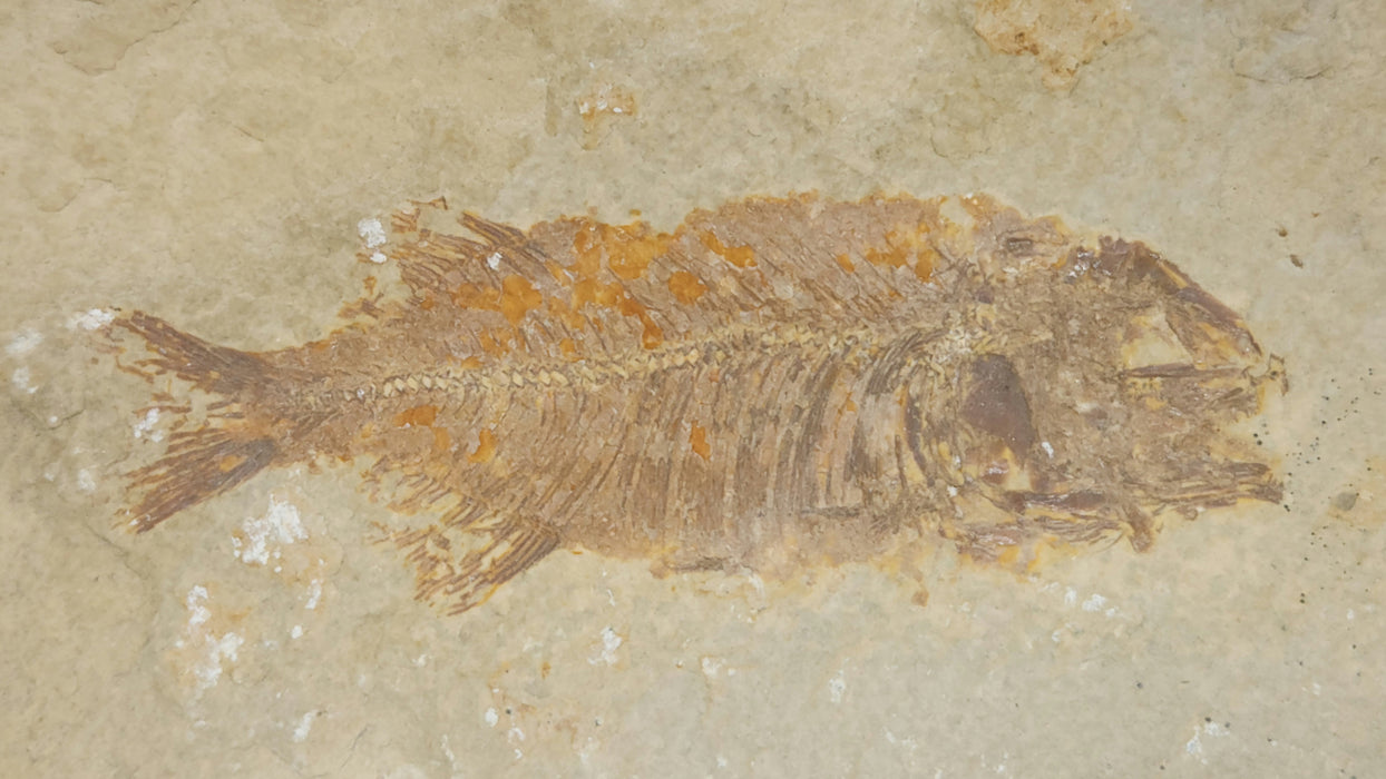 Juvenile Phareodus | Green River Formation | Wyoming