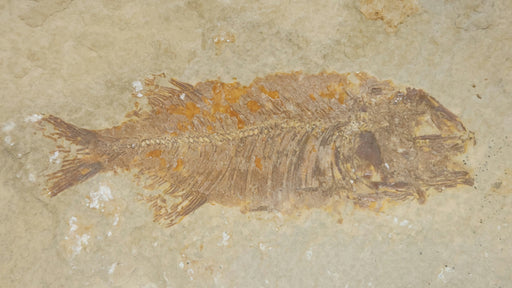 In Stone Fossils 
