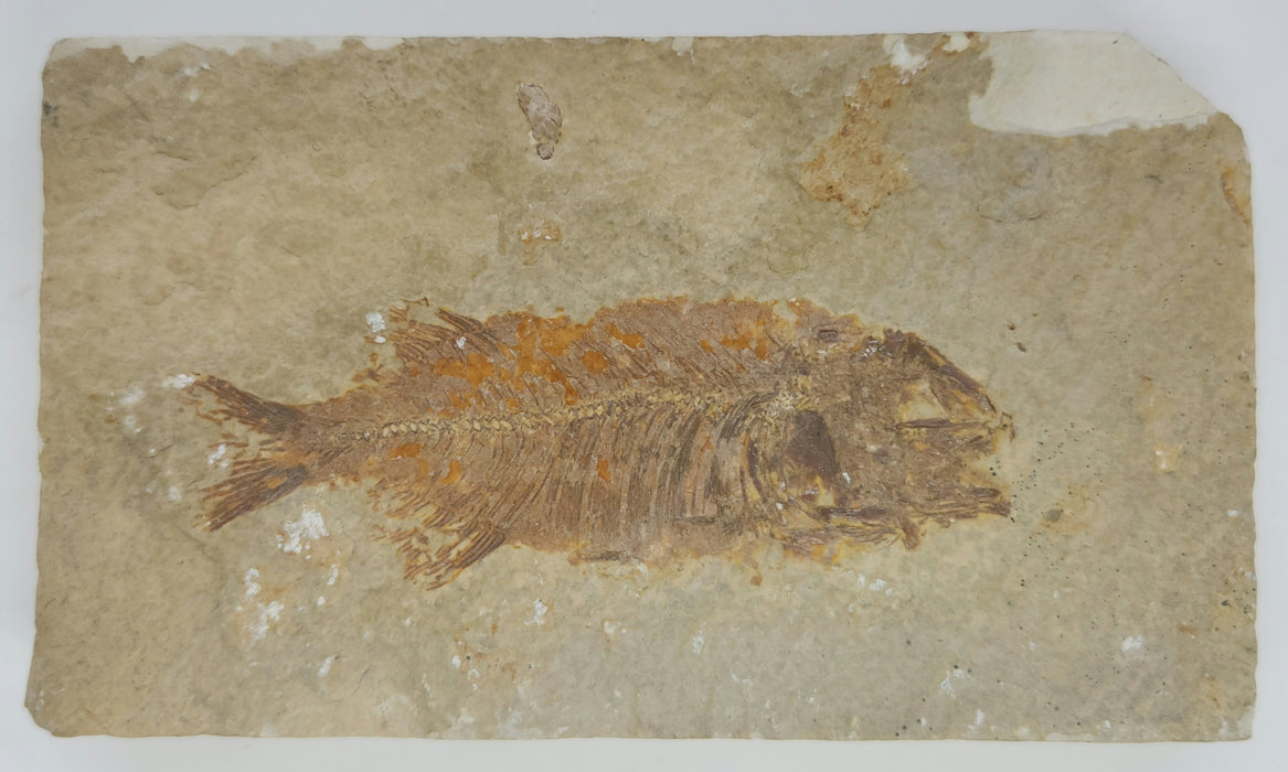 Juvenile Phareodus | Green River Formation | Wyoming