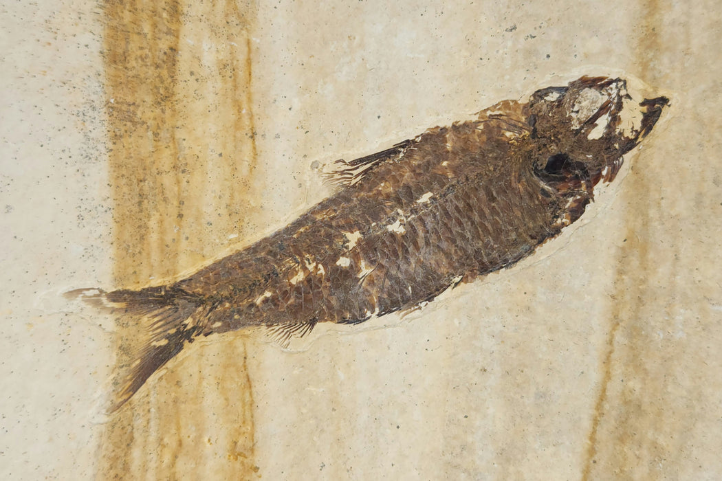 4" Knightia eocaena | 100% Natural | Green River Formation | Wyoming