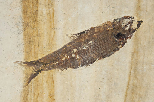 In Stone Fossils 