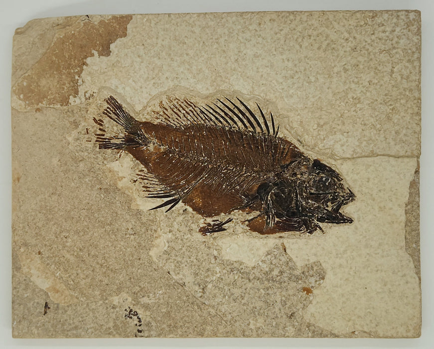 3.5" Priscacara serrata Fossil Fish | Green River Formation | Natural Specimen
