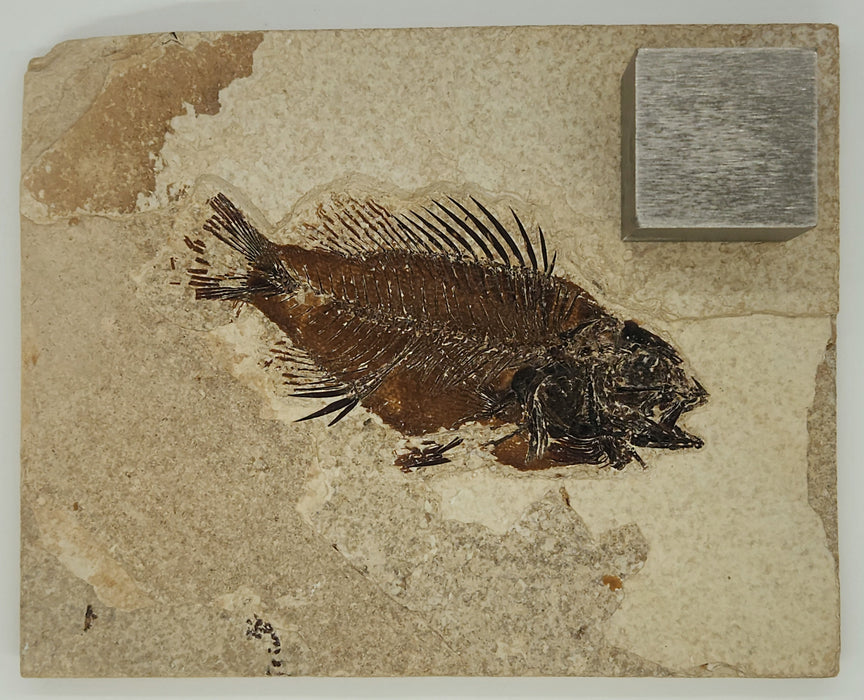 3.5" Priscacara serrata Fossil Fish | Green River Formation | Natural Specimen