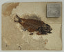 In Stone Fossils 