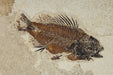 In Stone Fossils 