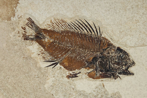 In Stone Fossils 