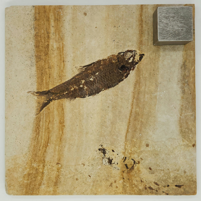4" Knightia eocaena | 100% Natural | Green River Formation | Wyoming