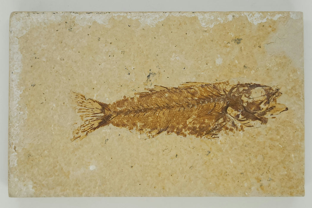 3.75" Mioplosus labracoides Split Pair | Green River Formation | Wyoming