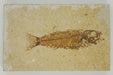 In Stone Fossils 