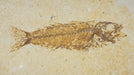 In Stone Fossils 