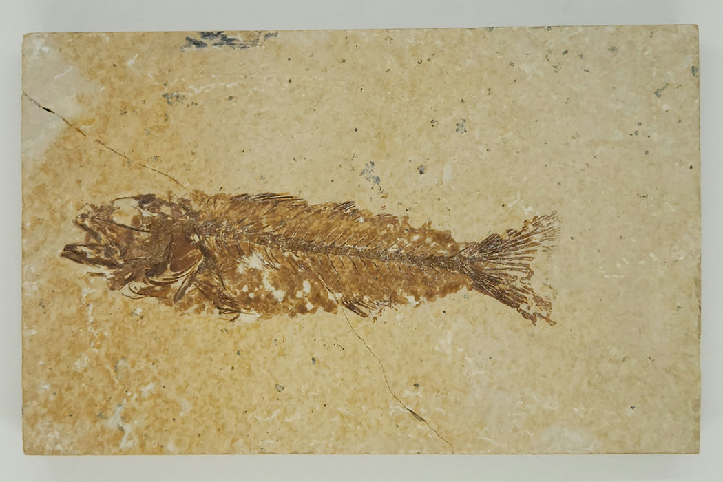 3.75" Mioplosus labracoides Split Pair | Green River Formation | Wyoming