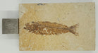 In Stone Fossils 