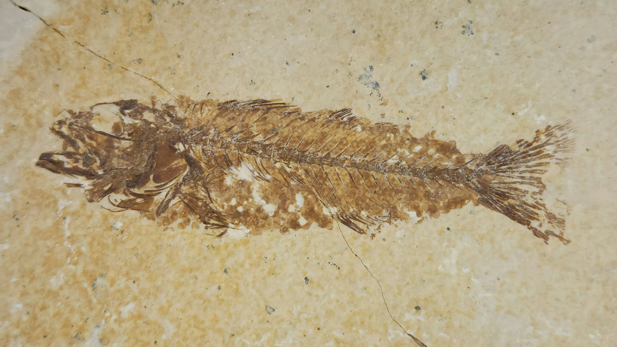 3.75" Mioplosus labracoides Split Pair | Green River Formation | Wyoming