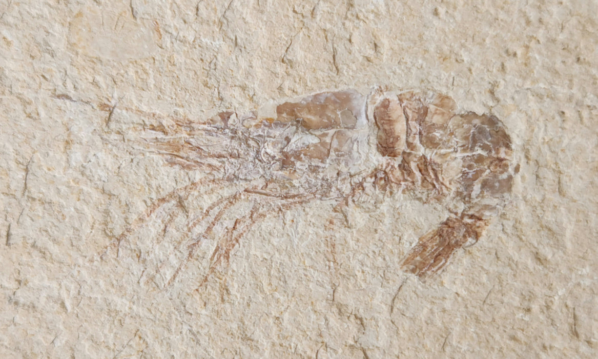 Fossil Shrimp | Carpopenaeus | Lebanon