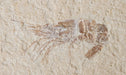 In Stone Fossils 