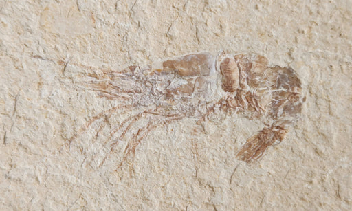 In Stone Fossils 
