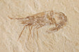 In Stone Fossils 