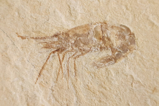 In Stone Fossils 