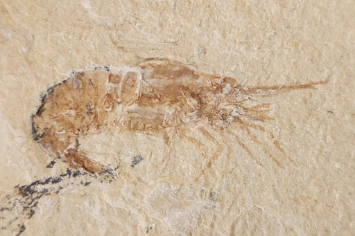 In Stone Fossils 