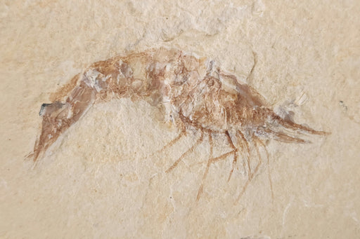 In Stone Fossils 