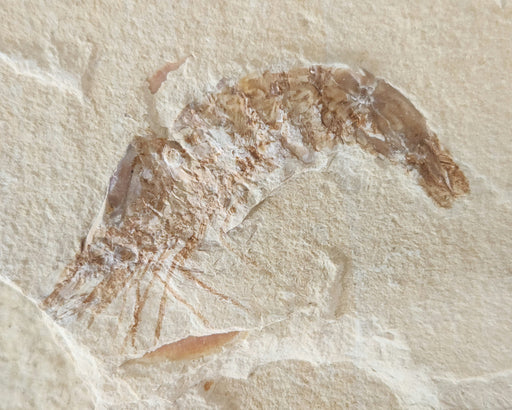 In Stone Fossils 