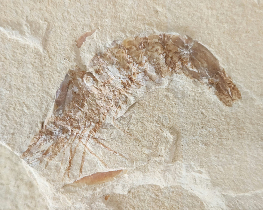 Fossil Shrimp | Carpopenaeus | Lebanon
