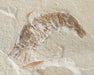 In Stone Fossils 
